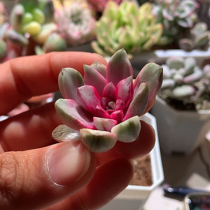 葡萄白腹轮锦白糊锦