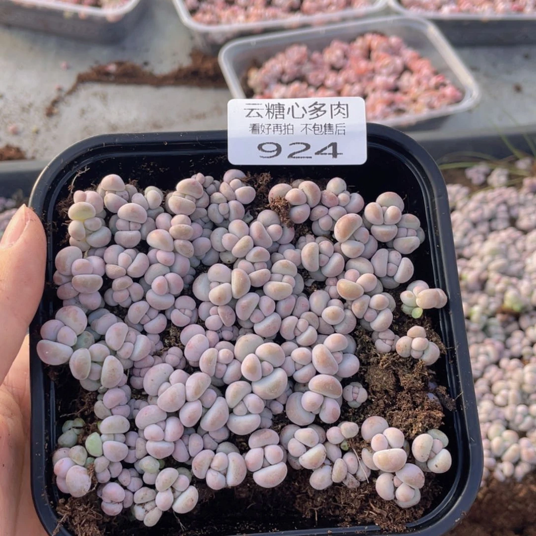 云糖心多肉植物924