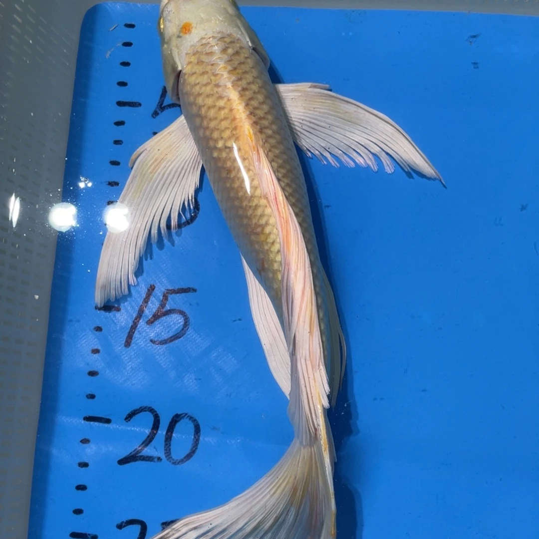 锦鲤蝴蝶锦鲤包邮包邮