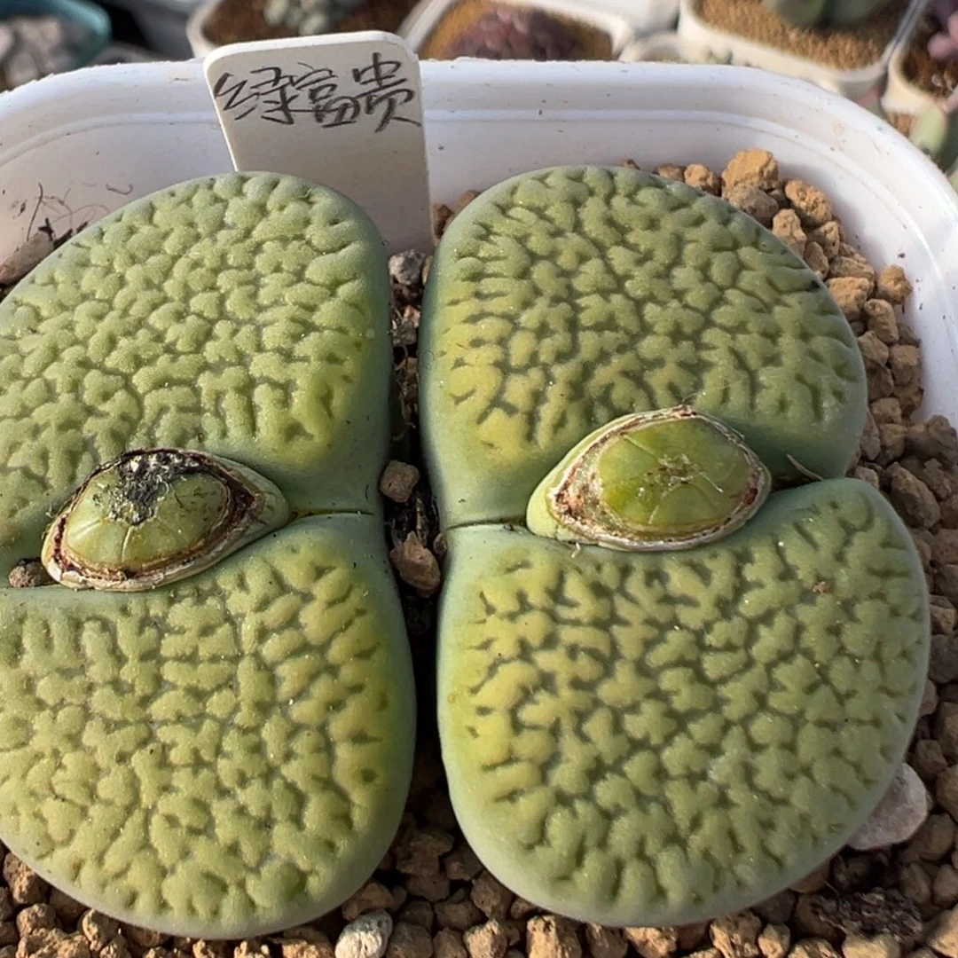 95多肉植物百科植物