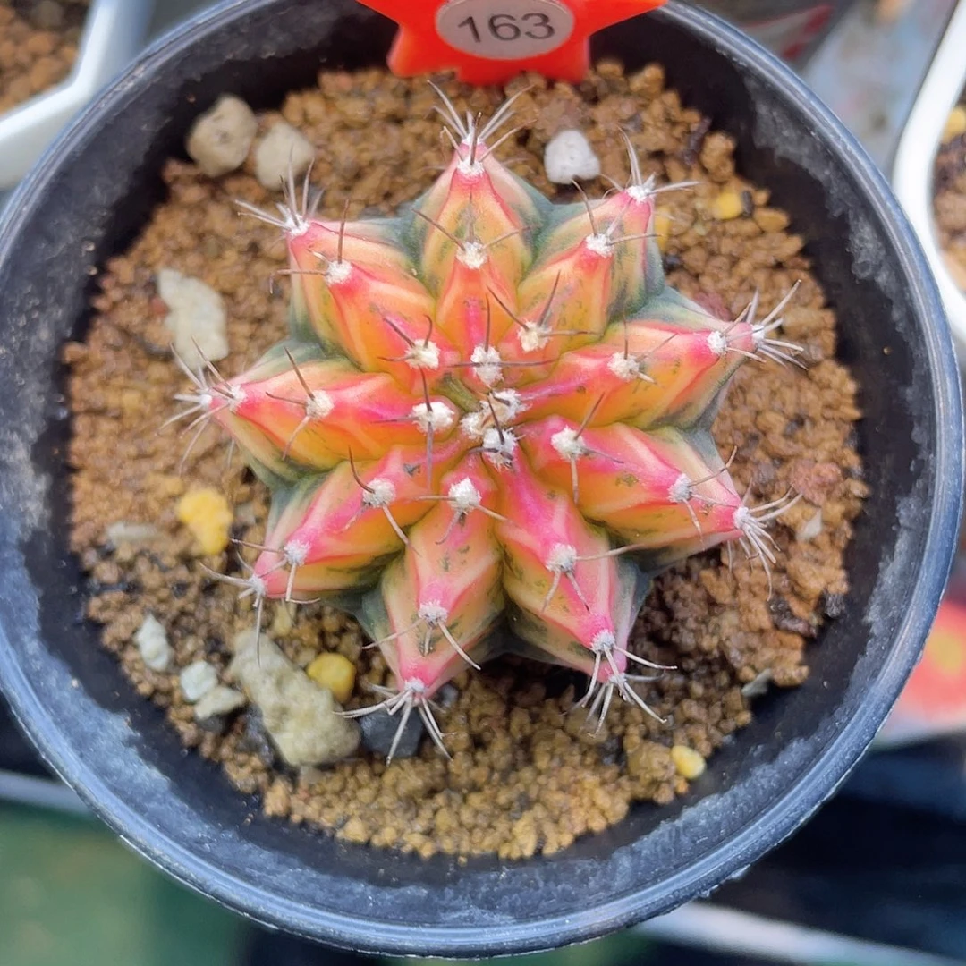 1-163米哈锦4.1厘米