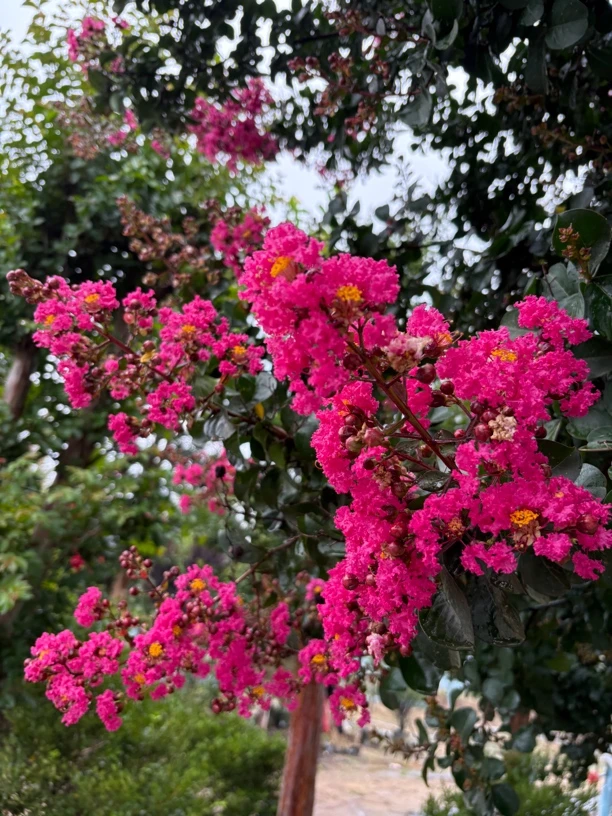 紫薇花花树苗 百日红盆栽地栽耐寒耐热 庭院绿植花卉盆栽