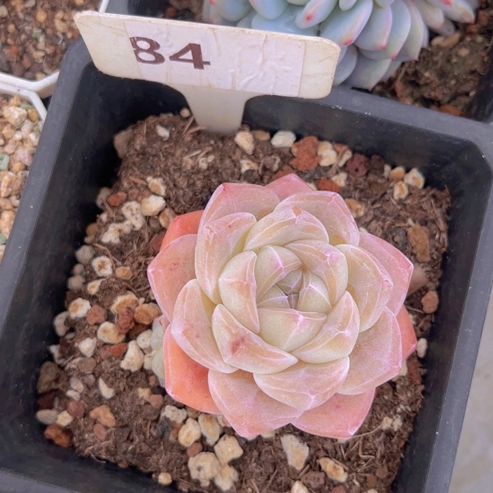 健健康康平平安安