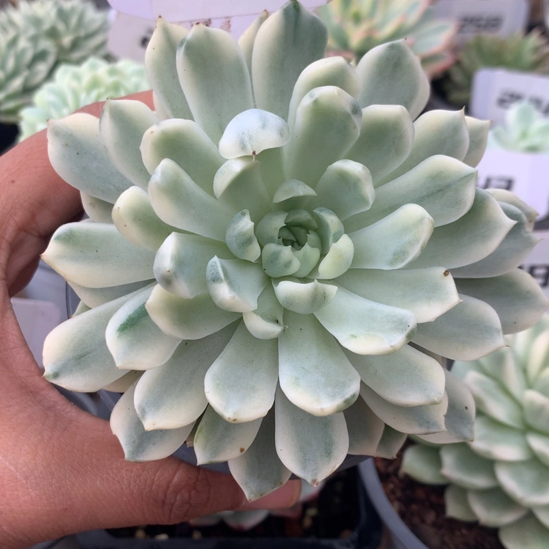 230月影精灵锦锦锦锦