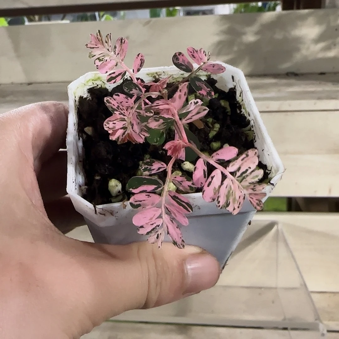无花朵粉锦叶下珠