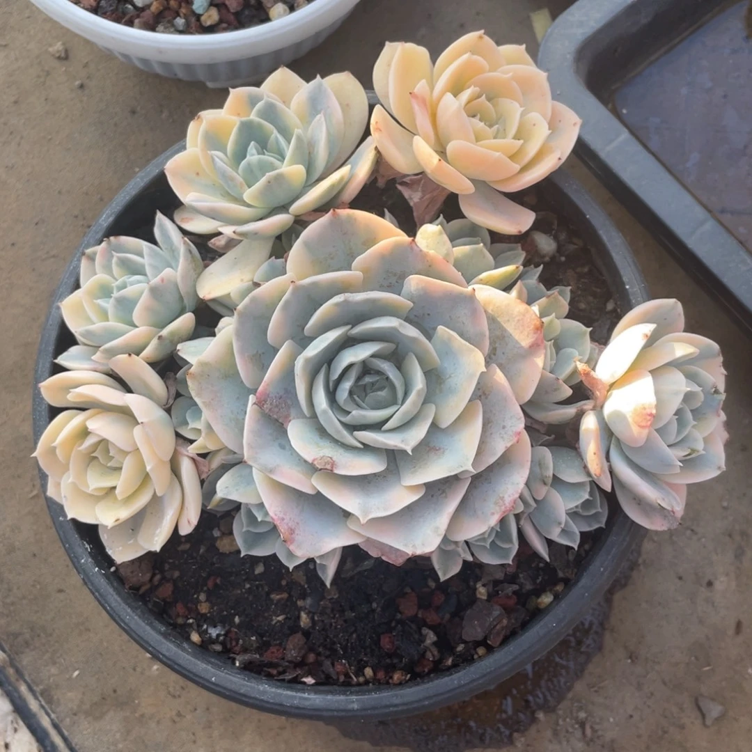 鲁氏锦冠幅17 公分一物一拍