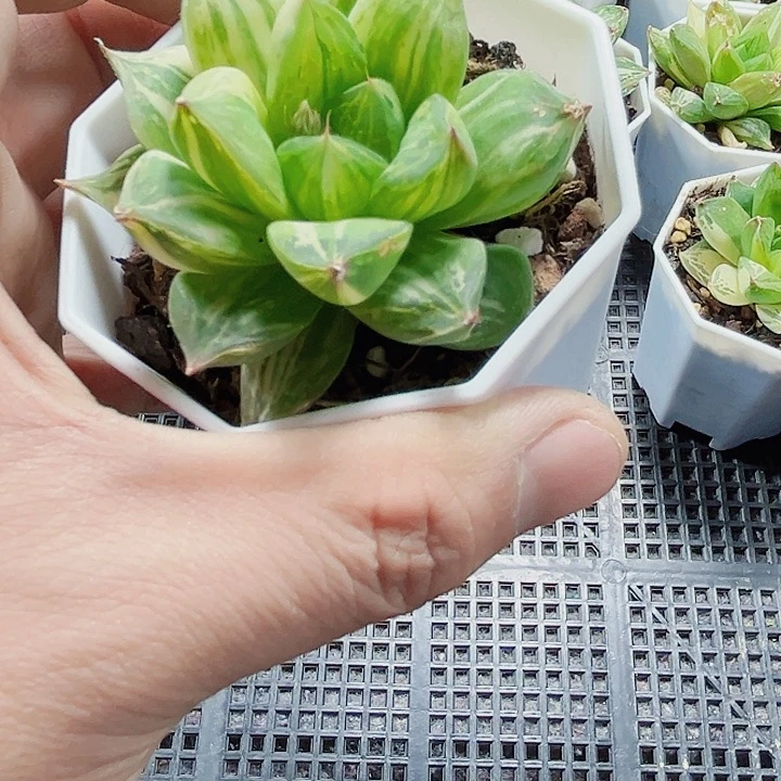 宝草锦特价处理的