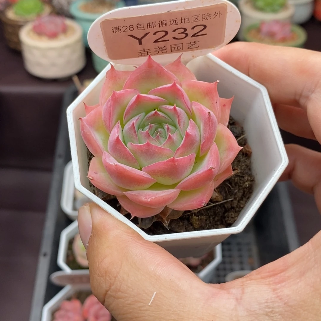 0232 侧影单头 4.5cm