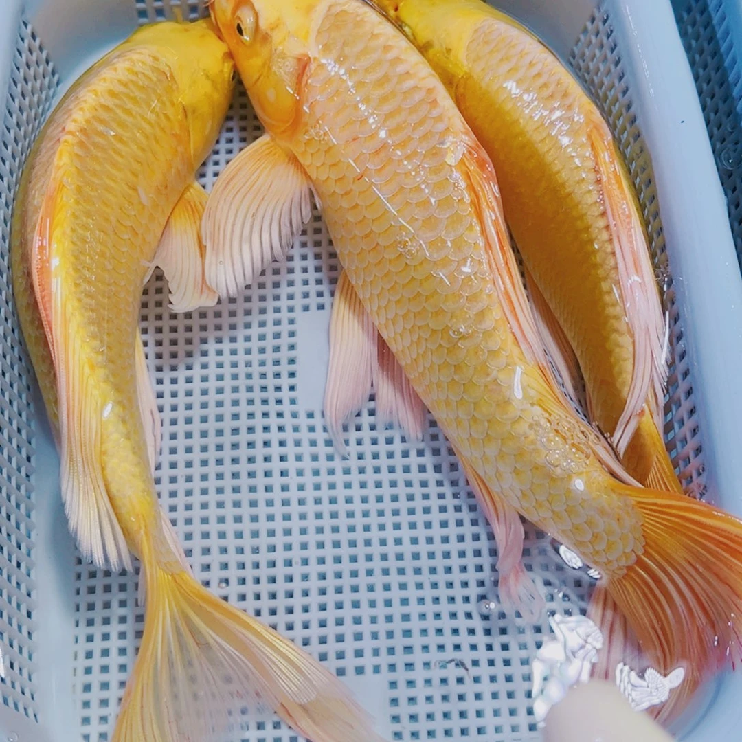 锦鲤20-22 3黄冷水观赏锦鲤鱼