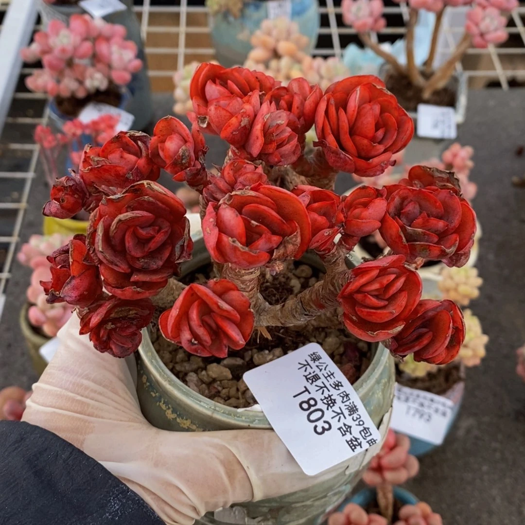 秀妍803/10cm有砍