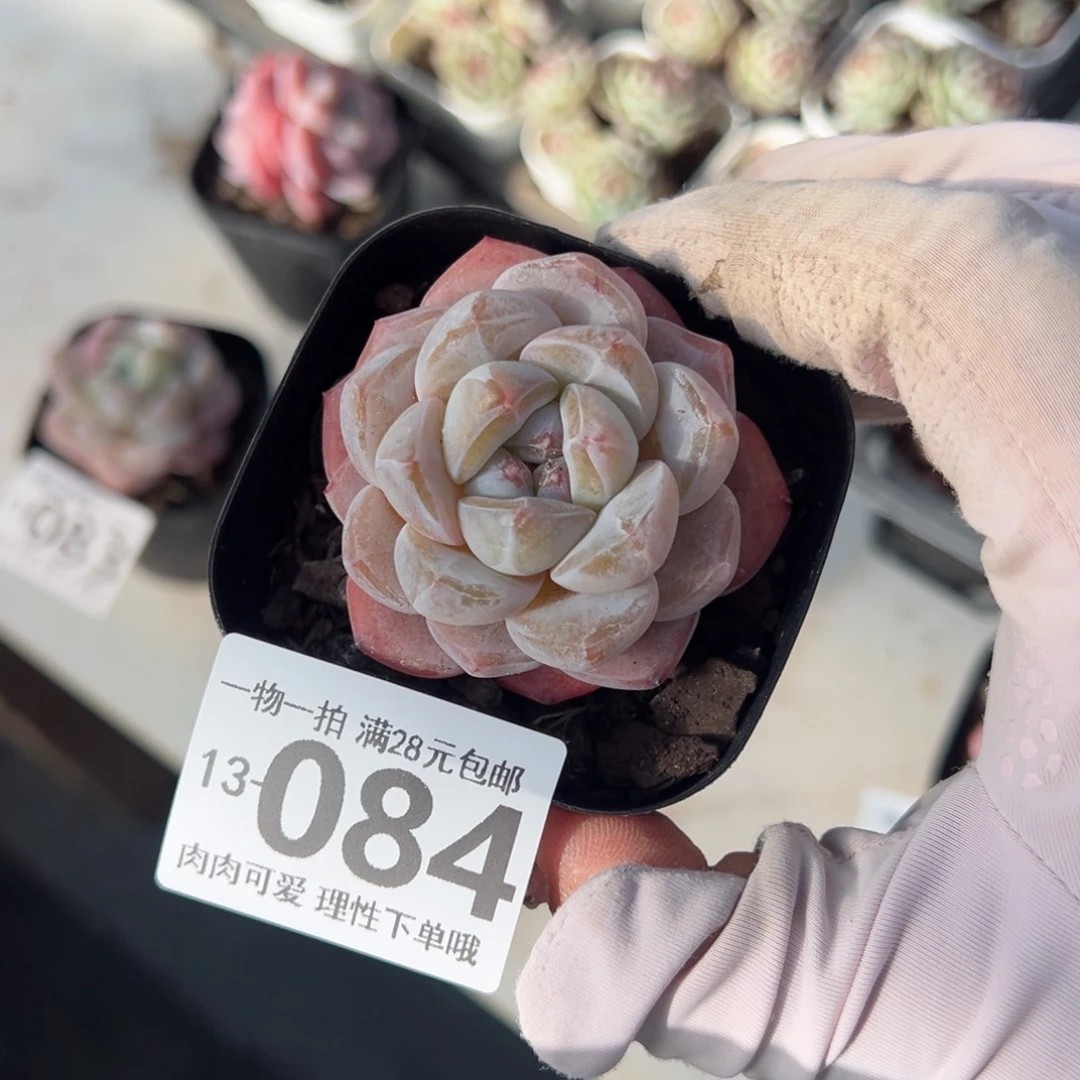 霜花，多肉多肉多肉