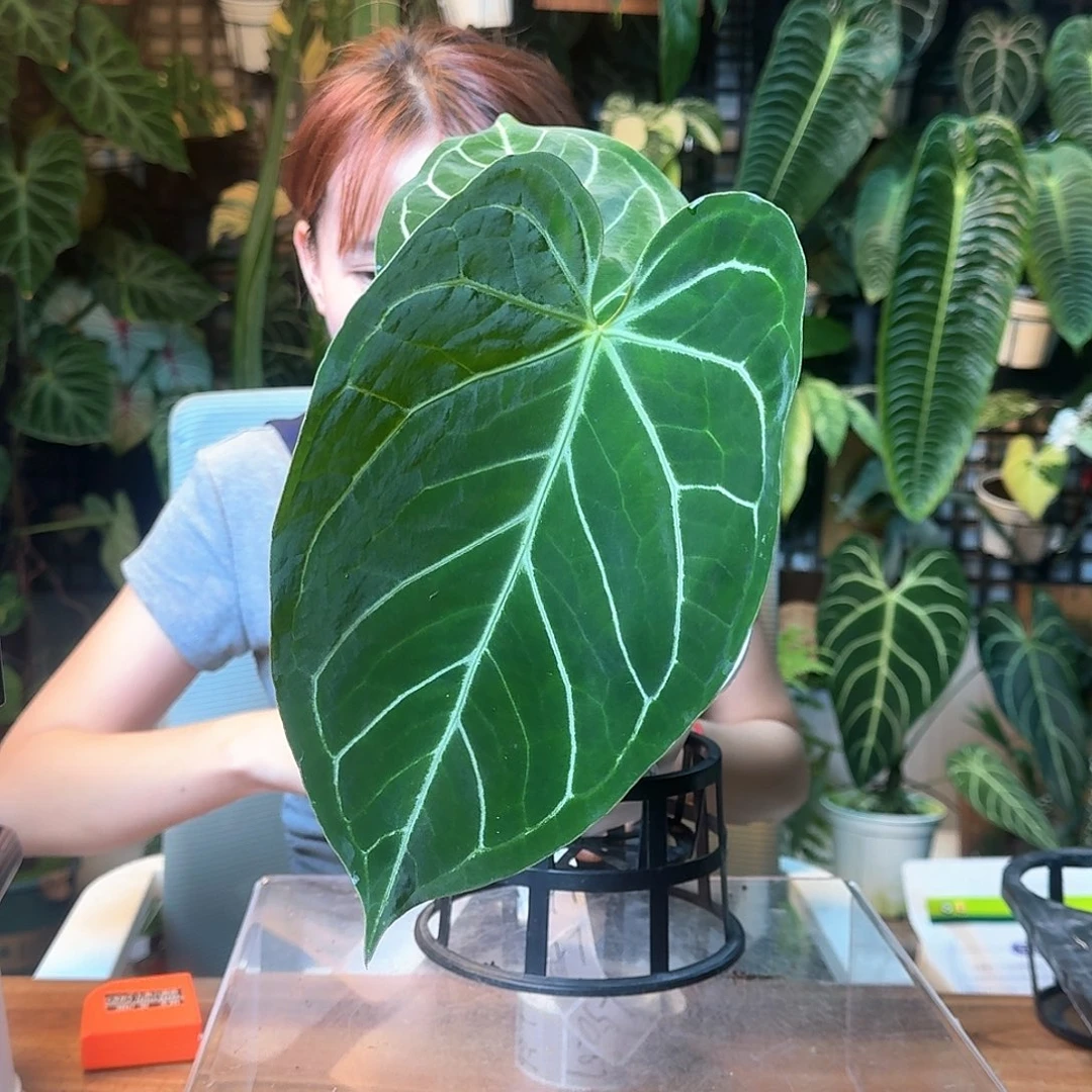 一***狗完全开放一物一拍L46