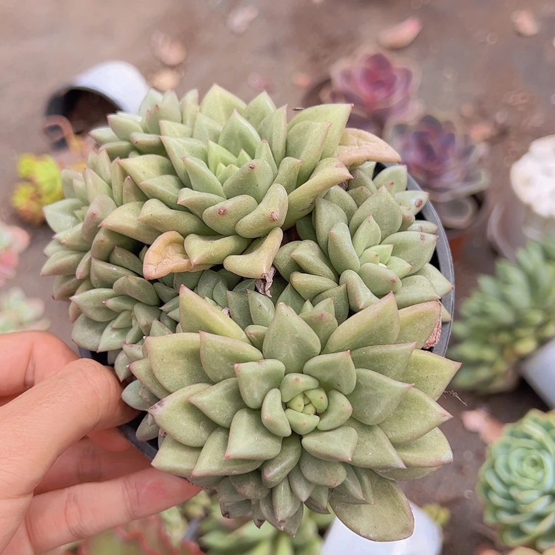 韩版象牙多头群生精控
