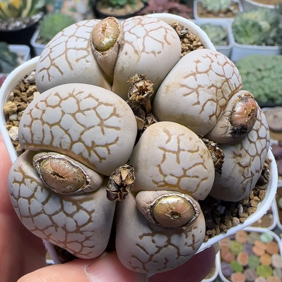 1482.5 多肉植物百科