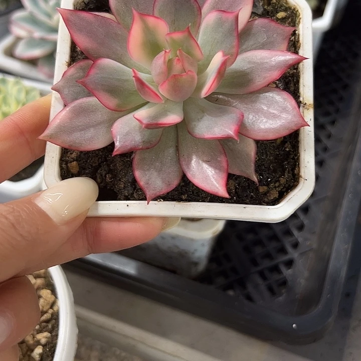 红灯锦多肉植物单头