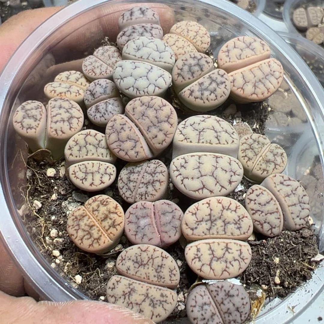 【闪购商品】 550。