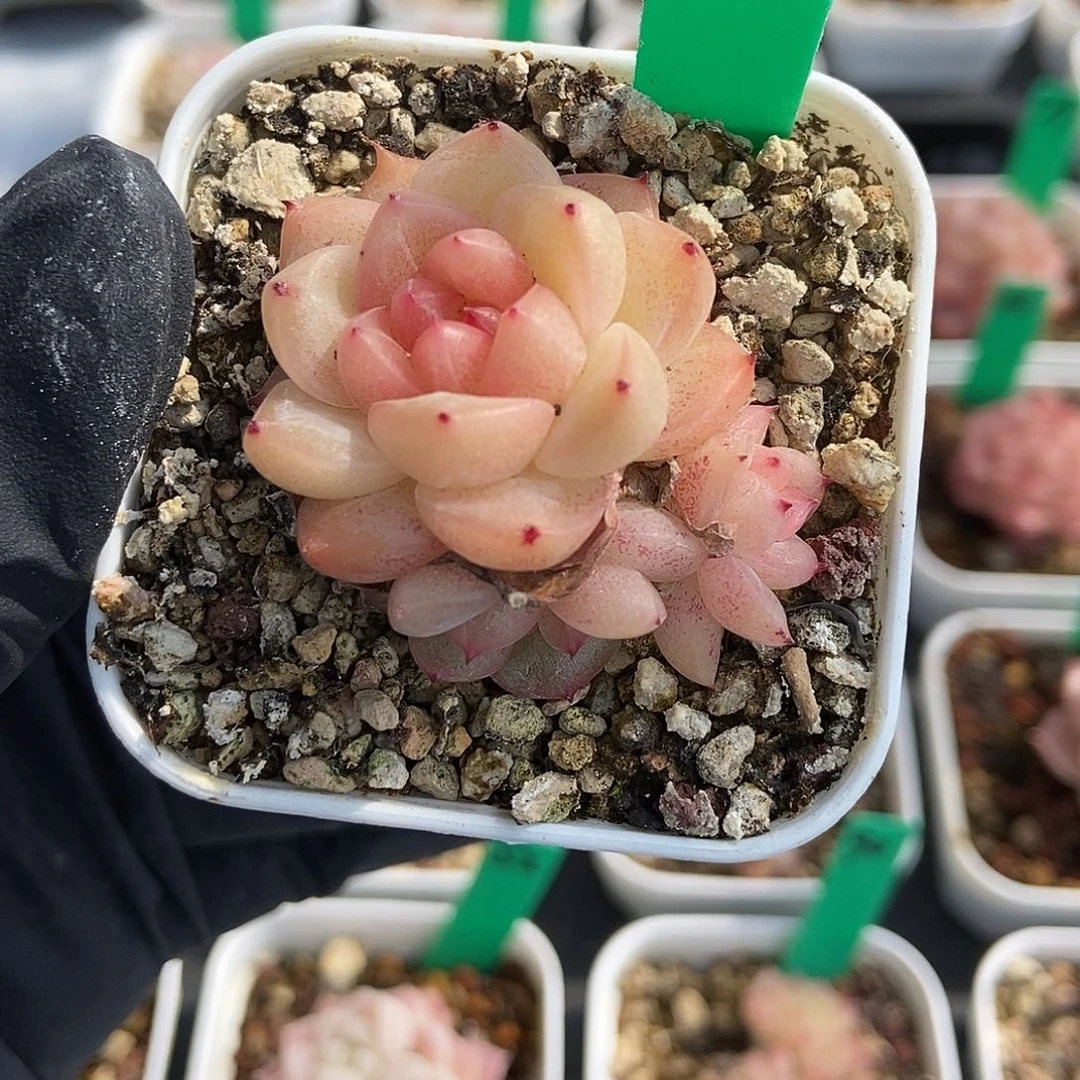 209  星宝精品多肉