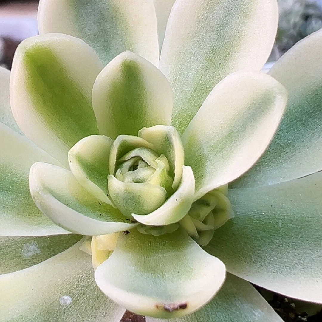 山地玫瑰锦开心891号