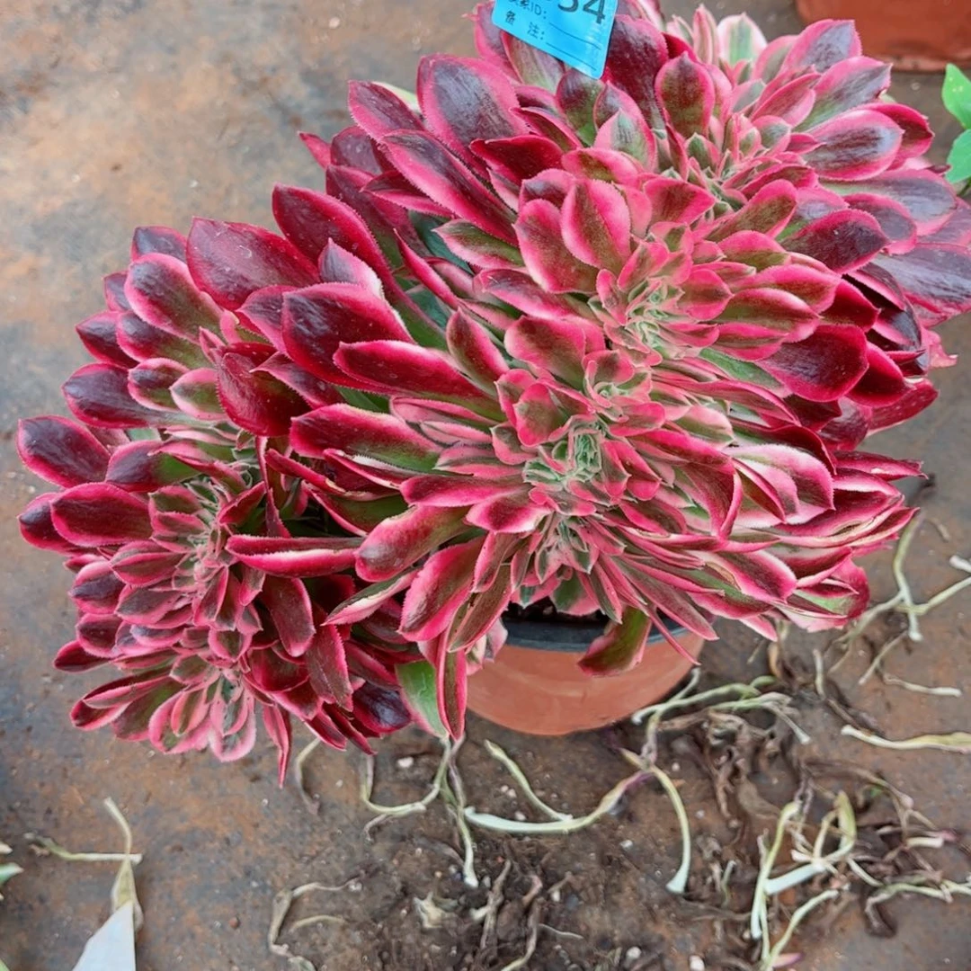 多肉植物354红袖