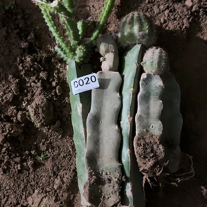 兰清货组合020仙人球