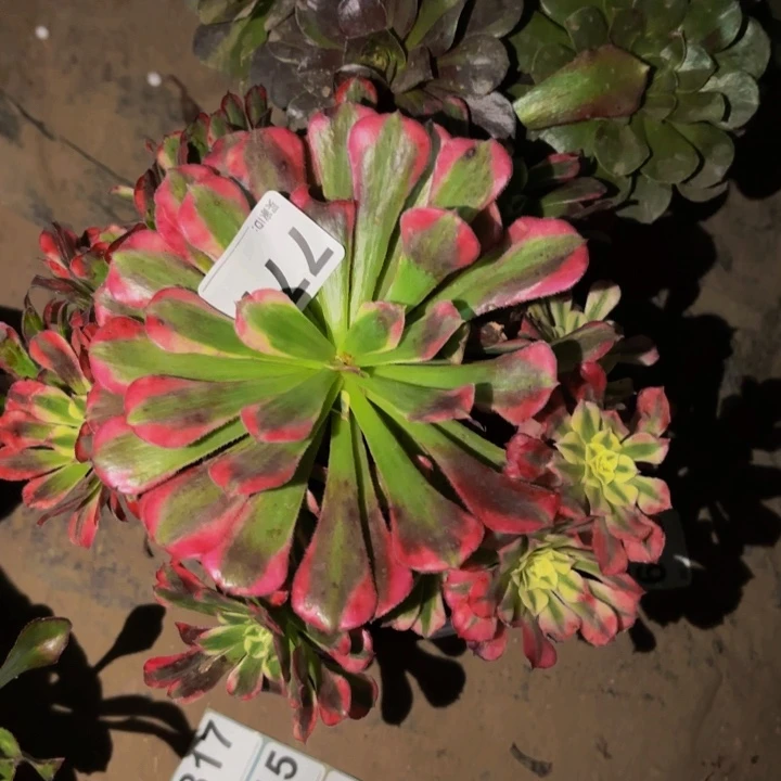 777霁月多肉植物不售后