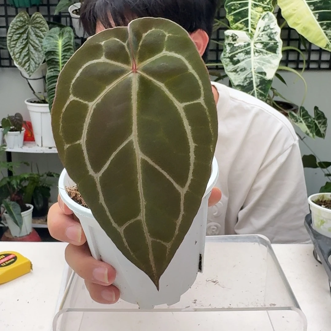 完全开放G24南美水晶杂红水晶
