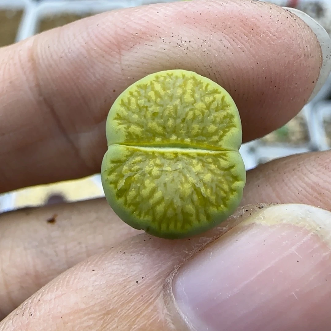 97密纹绿菊福利30包邮