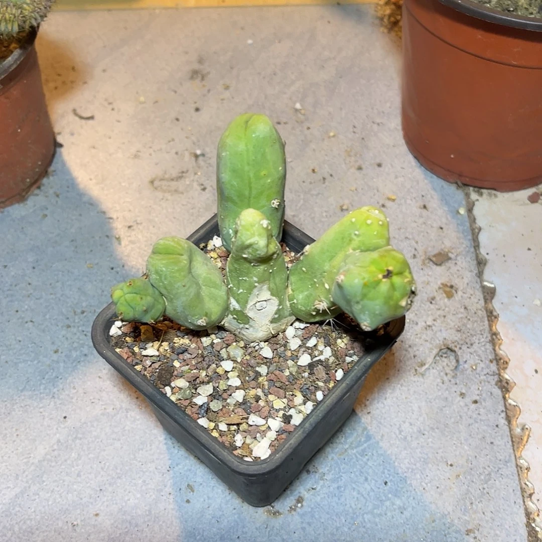 鸡鸡柱仙人柱一物一拍