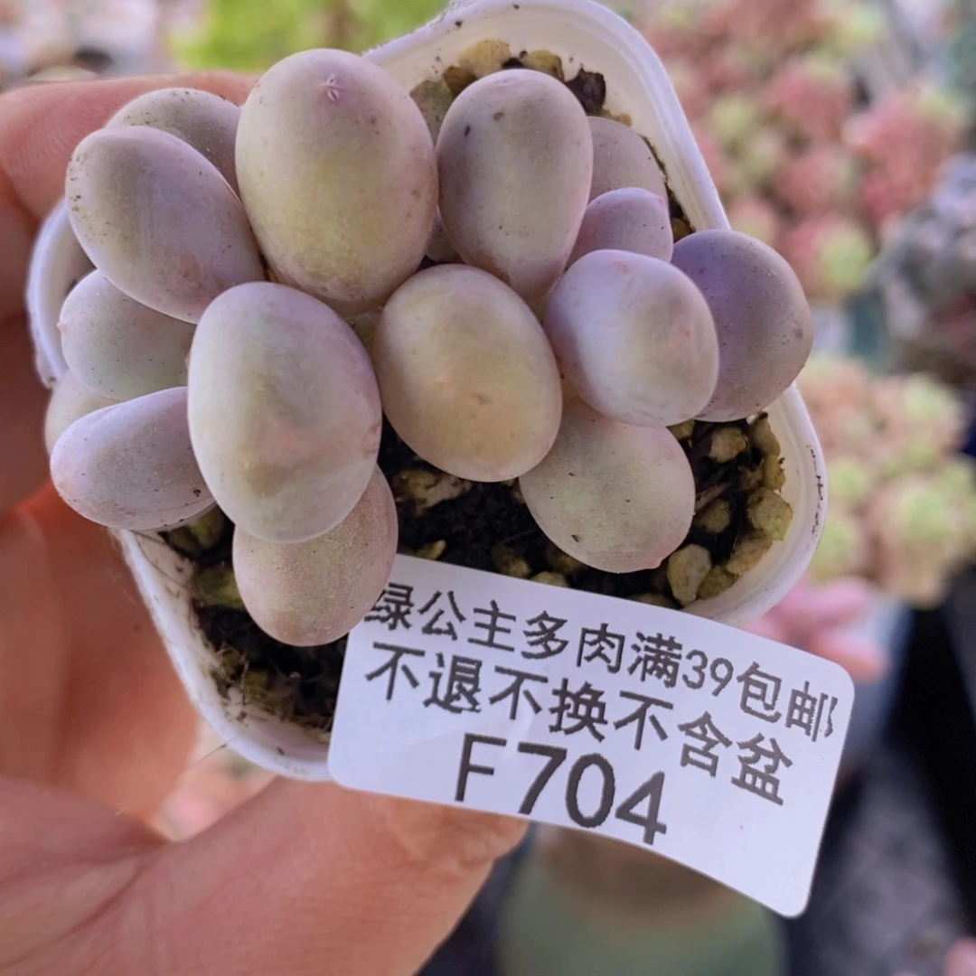 糖豆奶5cm704多肉植物