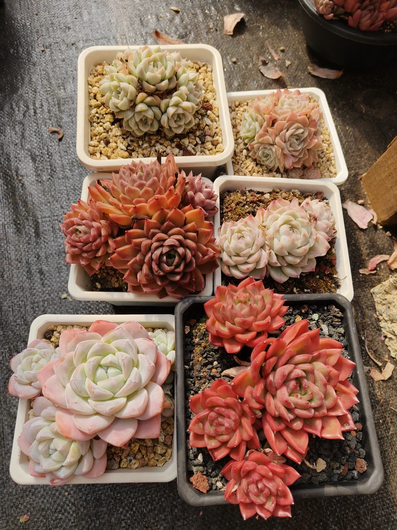 花掌柜精品杂交多肉一物一拍6盆001