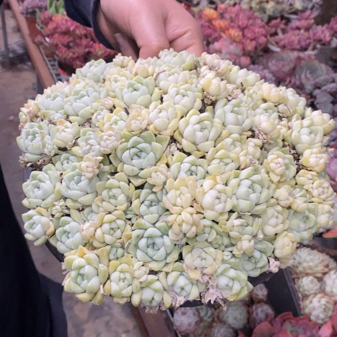 厚叶月影大盆整桩带盆土