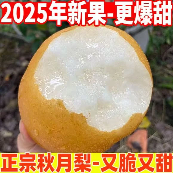 【头茬】山东正宗秋月梨冰糖新鲜酥梨当季梨子整箱薄皮脆甜多汁化渣
