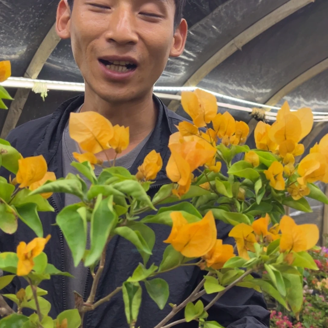 完全开放（金探戈）三角梅会落花落叶会光杆苗有大有小