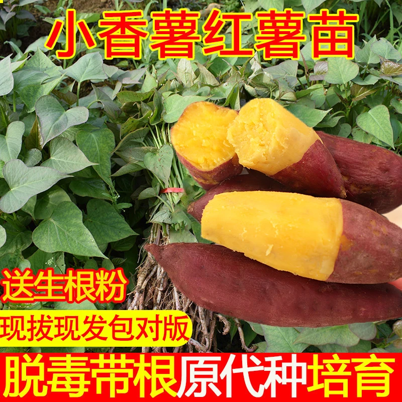 【小香薯苗】小香薯苗香甜原种红薯苗秧叶苗种植山芋苗