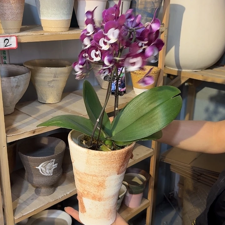 绿***光景德镇桌面陶瓷花盆