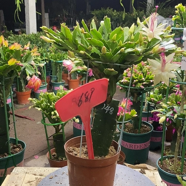 雅丝原盆发顺丰689