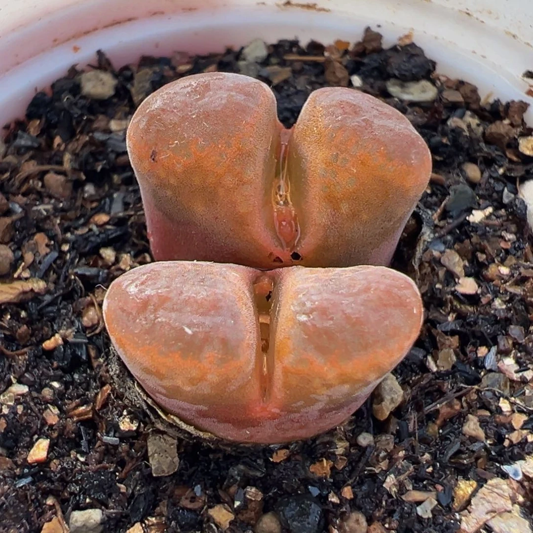 165多肉植物种类多样