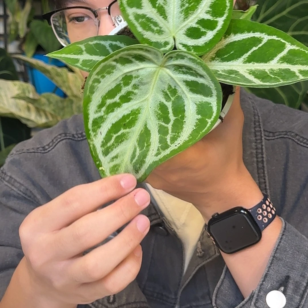 完全开放J69铜锣烧