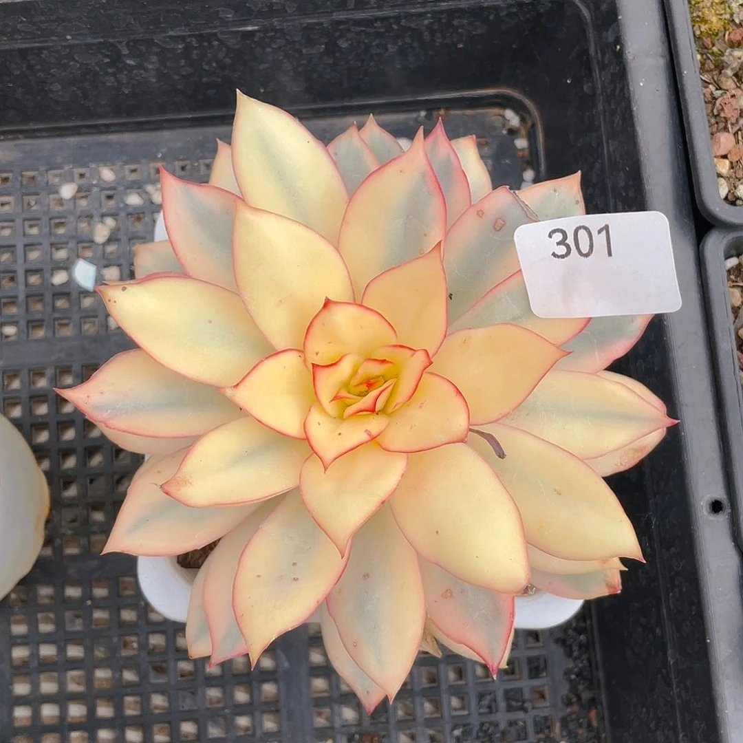 301。月光女神锦。