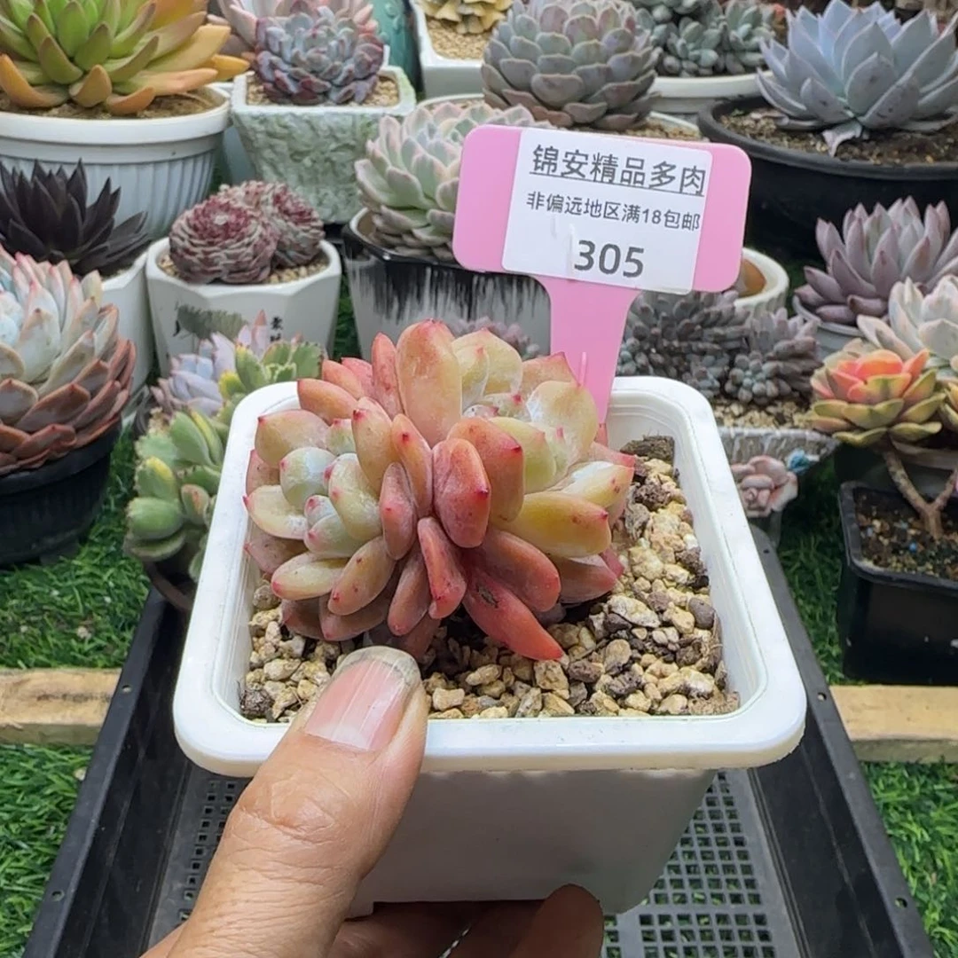 锦安精品多肉植物305