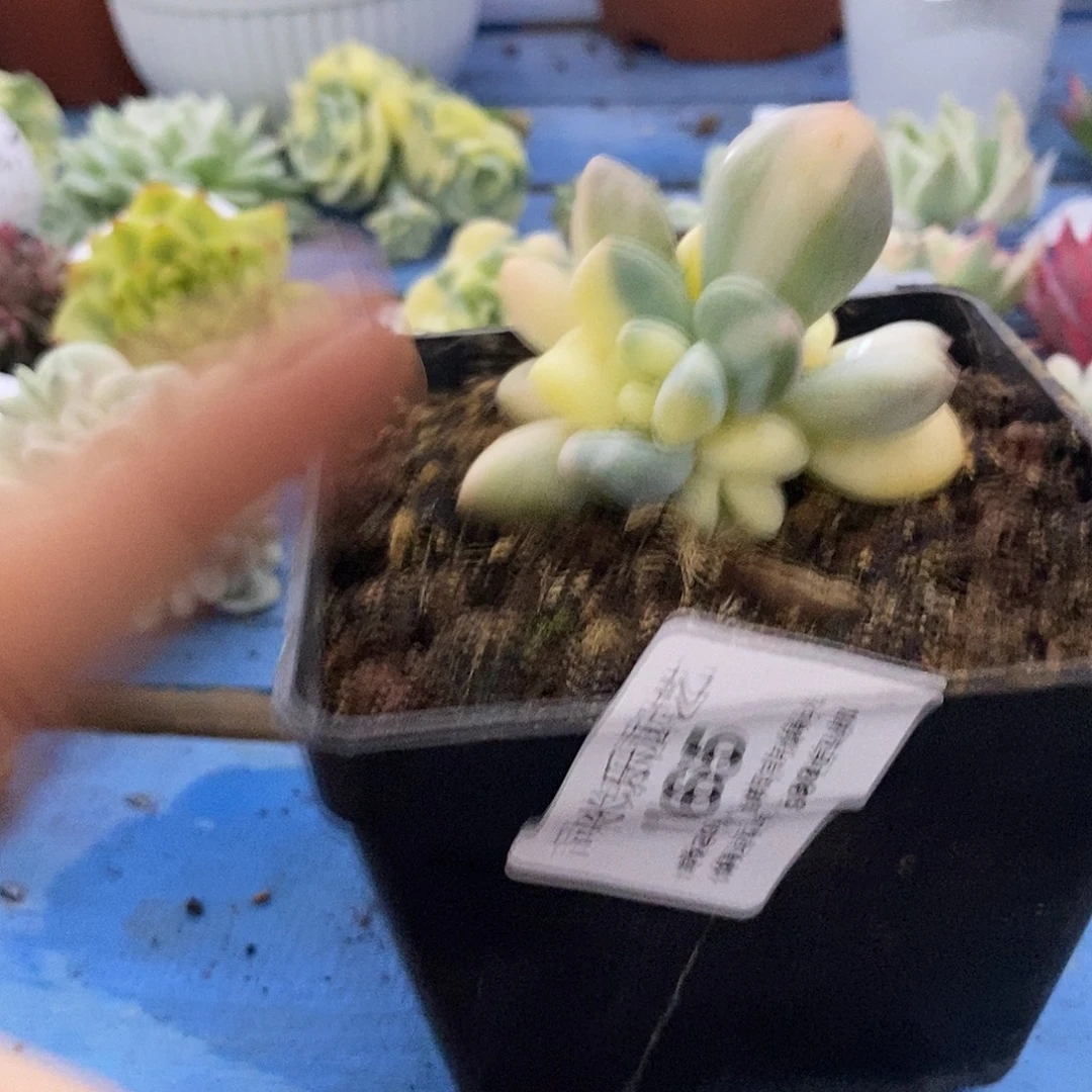 ****依165新香水锦炸多肉植物