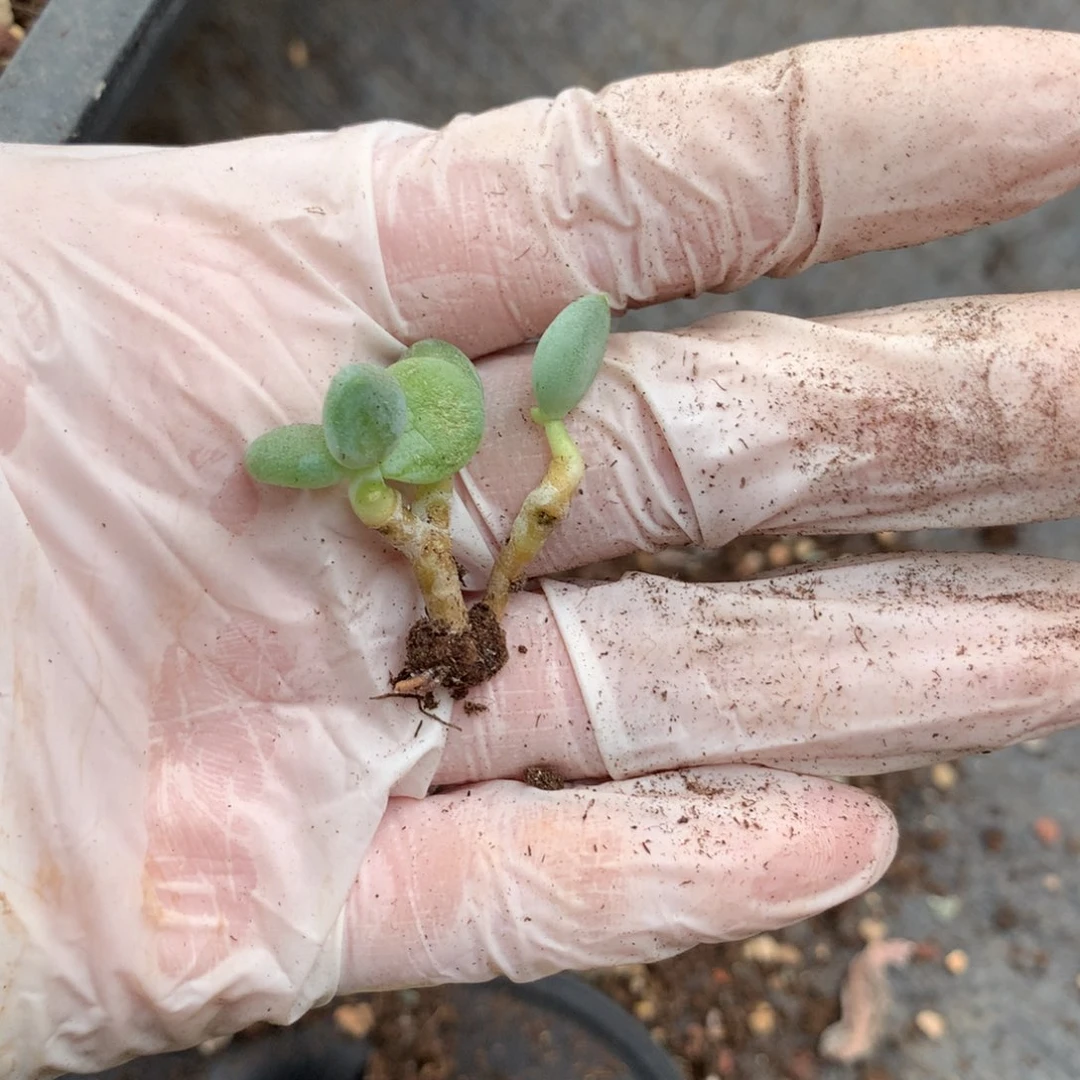 香蕉奶酪多肉香蕉