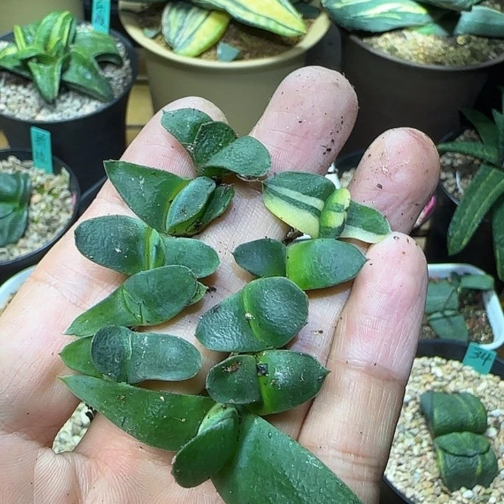 3号，卧牛小苗10颗一组，不寄养