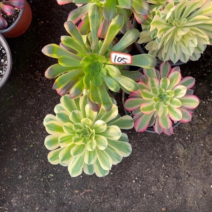 多肉植物105不售后