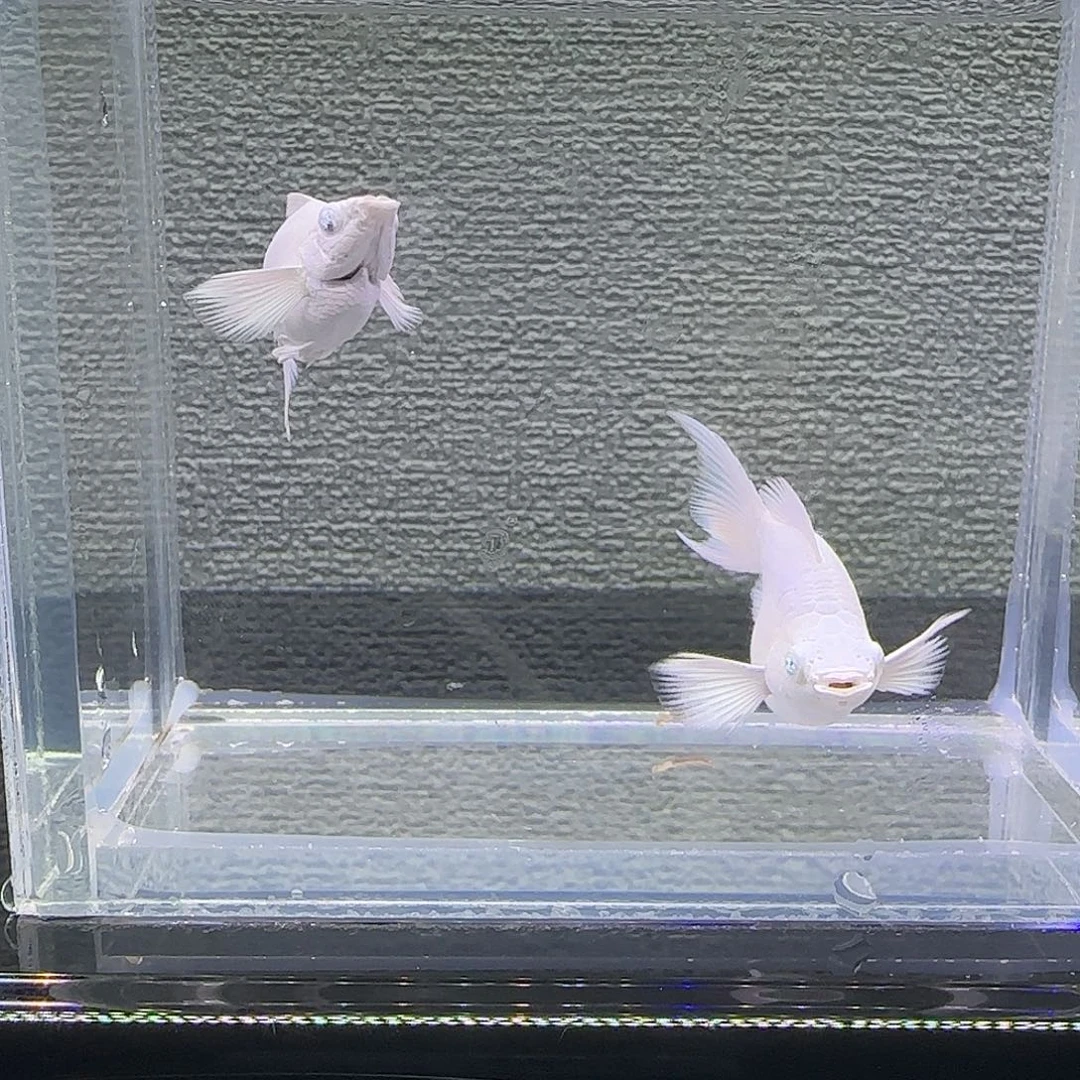 黑玛丽鱼瓷白钻石眼