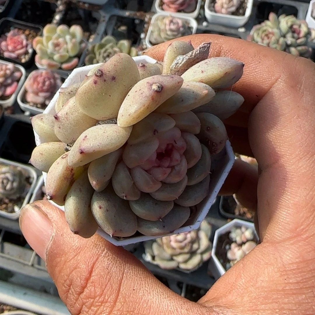 多肉小卡拉米糖心一物一拍