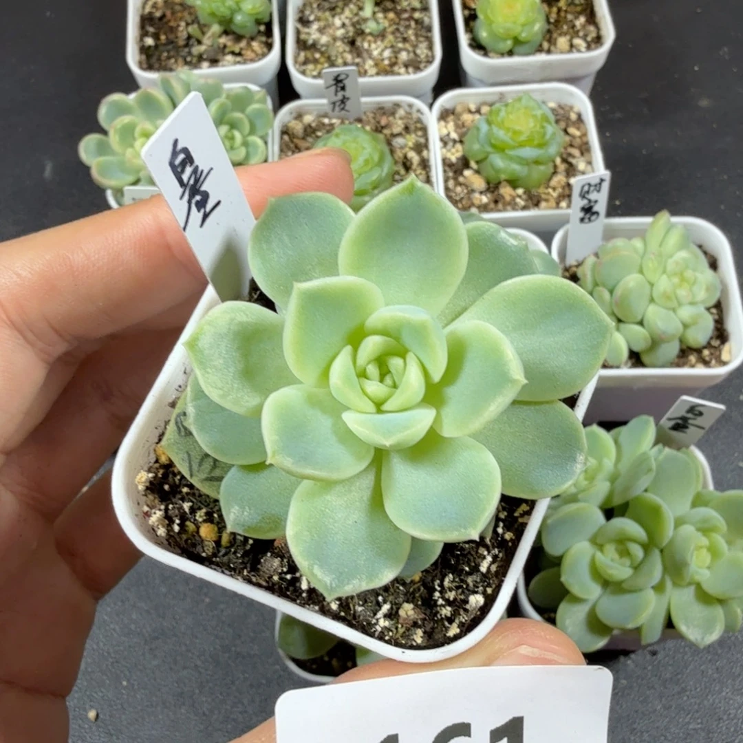 白昼单头一物一拍161