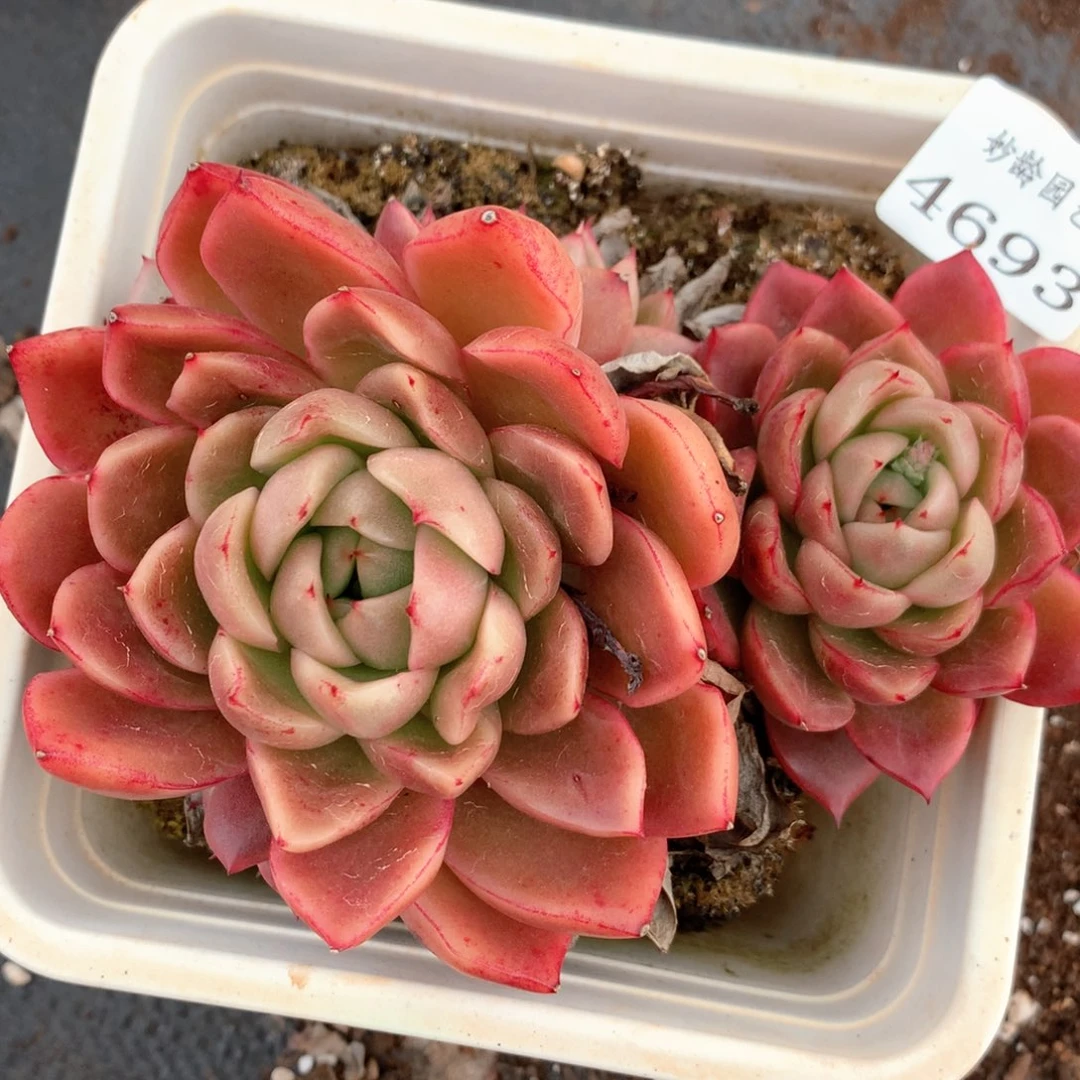 4693杂交多肉植物