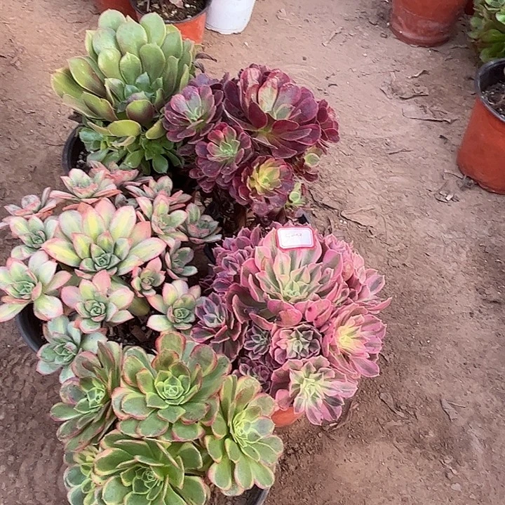 549多肉植物组合，