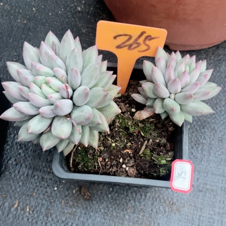 大**?晨语多肉一物一拍265